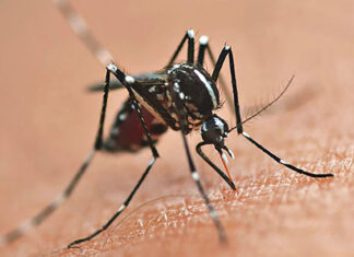 Saúde confirma morte por dengue nas cidades de Jataizinho e Curiúva