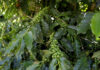 Norte Pioneiro vai colher 28 mil toneladas de café