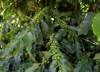 Norte Pioneiro vai colher 28 mil toneladas de café