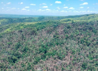Queimadas ilegais resultam em R$ 7,4 milhões em multas no Norte Pioneiro