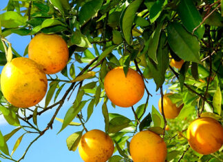 Região de Cornélio vai iniciar ações para incidência, prevenção e controle de doença dos citros