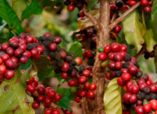 Sistema FAEP pede reforço na segurança diante de roubos de café