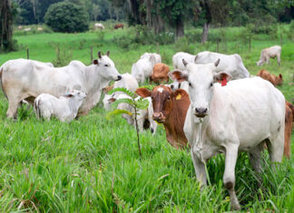 Prazo para produtor rural atualizar rebanho é até 30 de junho