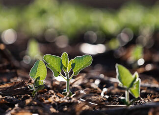 Escala para realizar vazio sanitário da soja na região começa dia 2 de junho