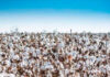 Agricultores paranaenses retomam produção de algodão, cultura com alta rentabilidade
