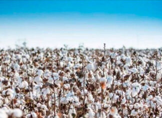 Agricultores paranaenses retomam produção de algodão, cultura com alta rentabilidade