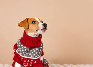 Sim. Pets também sentem frio