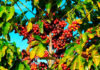 Safra de café avança com preços em alta e lucratividade recorde para produtores