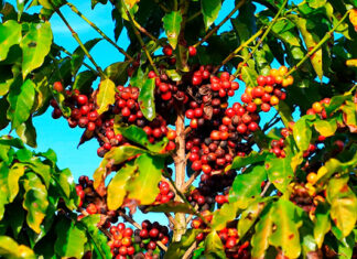 Safra de café avança com preços em alta e lucratividade recorde para produtores