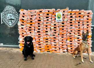 Canis da PMPR causam prejuízo de R$ 900 milhões ao crime desde 2023
