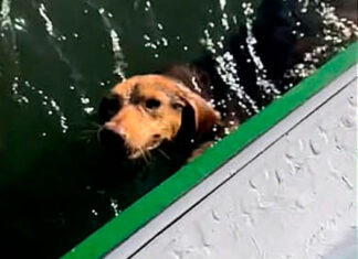 Homem salva cachorrinha que nadava sozinha no mar no litoral do Paraná