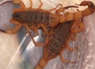 Após morte de criança em Cambará por escorpião, SESA reforça medidas de prevenção em todo PR