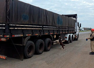 Com ajuda de cão, PMPR intercepta 1 tonelada de maconha em caminhão de arroz