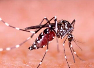 Paraná registra mais 1.535 casos e quatro óbitos por dengue