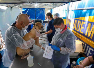 No 5º ciclo, cinco municípios do Norte Pioneiro vão receber o CastraPet Paraná pela primeira vez