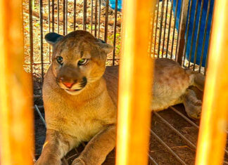 Você sabe o que fazer se encontrar uma onça ou outro felino silvestre?