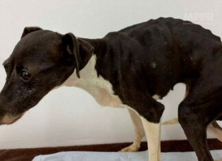 Homem é condenado a mais de 14 anos de prisão por manter cães em situação de maus-tratos