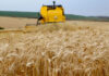 Paraná inicia colheita de 2,6 milhões de toneladas de trigo, principal cultura de inverno