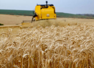 Paraná inicia colheita de 2,6 milhões de toneladas de trigo, principal cultura de inverno