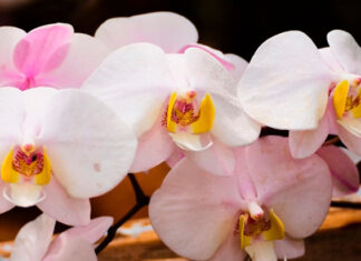Sistema FAEP seleciona instrutores para curso de orquídeas