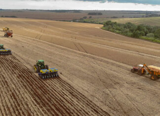 Vazio sanitário: plantio da soja está liberado no Norte, Noroeste, Centro-Oeste e Oeste do Paraná