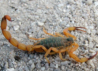 Menina de quatro anos morre após ser picada por escorpião em distrito de Jacarezinho