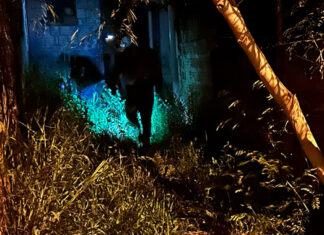 Ações noturnas resultam na captura de 3,3 mil escorpiões na região de Jacarezinho