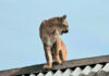 Morador encontra onça-parda no telhado de casa, laça animal e aciona resgate