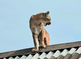 Morador encontra onça-parda no telhado de casa, laça animal e aciona resgate