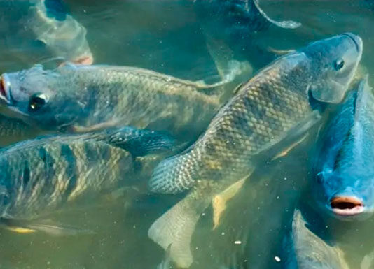 Sistema FAEP manifesta preocupação com possível classificação da tilápia como espécie invasora