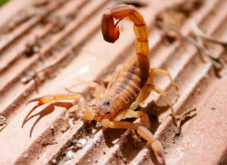 Após registro de dois óbitos por escorpião-amarelo, Cambará passa a armazenar soros antivenenos