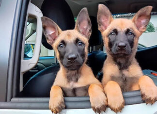 Novos talentos no K9, Arthemis e Argos chegam ao 18º BPM de Cornélio Procópio