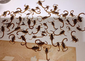 Mais de cinco mil escorpiões são capturados nos municípios da 19ªRS