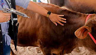 Paraná reforça medidas de combate a brucelose e tuberculose