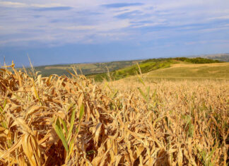 Monitor de Secas aponta condições de seca no mês de outubro no Norte Pioneiro