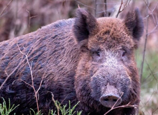 Por iniciativa do Paraná, Mapa organiza pesquisa sobre a presença do javali no meio rural