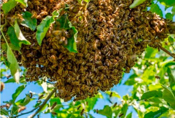 Ataque de abelhas deixa vítimas na Cachoeira do Aristeu, em Ibaiti