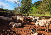 Atualização de rebanhos chega a 67% no Paraná; prazo encerra dia 30