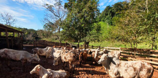 Atualização de rebanhos chega a 67% no Paraná; prazo encerra dia 30