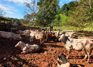 Atualização de rebanhos chega a 67% no Paraná; prazo encerra dia 30