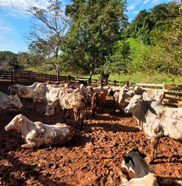 Atualização de rebanhos chega a 67% no Paraná; prazo encerra dia 30