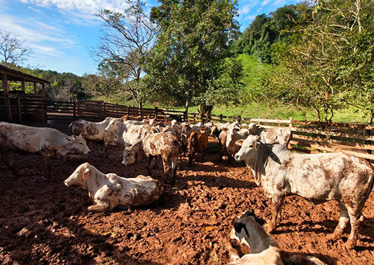 Atualização de rebanhos chega a 67% no Paraná; prazo encerra dia 30