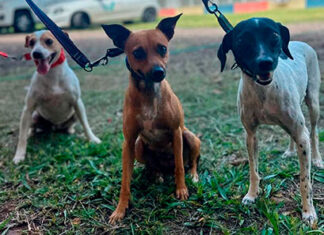 Programa Castrapet abre nova edição para Bandeirantes; inscrições abrem na próxima semana