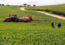 Produtores de quatro regiões do Paraná já podem iniciar o plantio de soja