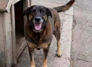 Adolescentes estão envolvidos na morte do cão Orelha, conclui inquérito da PCSC