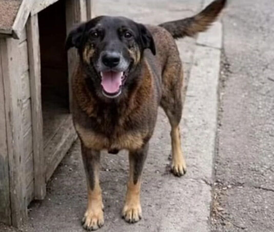 Adolescentes estão envolvidos na morte do cão Orelha, conclui inquérito da PCSC