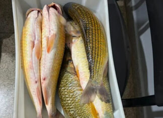 Duas pessoas são presas por pesca ilegal em Andirá